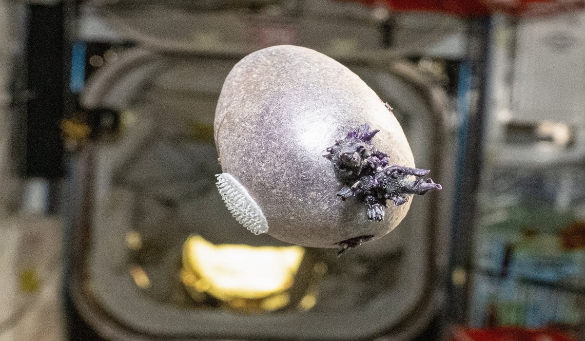 Don’t Panic: Why a Tentacled Purple Object is Currently Orbiting 250 Miles Above Earth